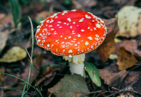 Как приготовить мухомор