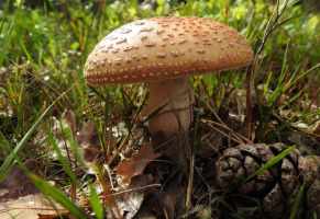 Королевский мухомор (Amanita regalis): описание, свойства и отличие от пантерного