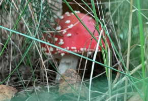 Мухоморный микродозинг в борьбе с депрессией