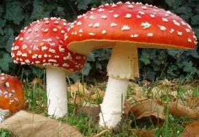 Особенности выбора мухомора