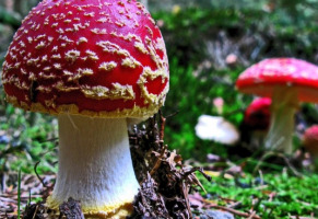Рекомендации по применению красного мухомора