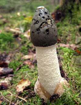 Как выглядит гриб веселка и где растет