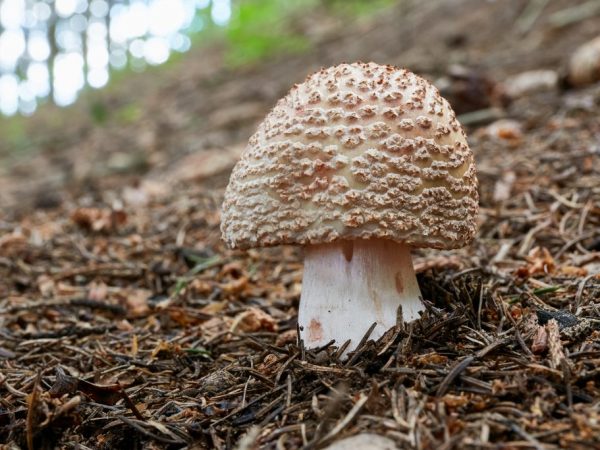 Чем похожи грибы-двойники