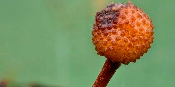 Кордицепс однобокий: гриб-паразит с уникальными лечебными свойствами