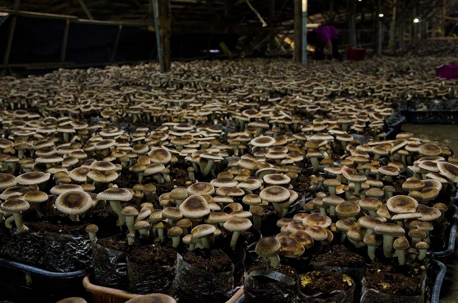 Грибы в теплице - виды грибов, требования к теплице, особенности выращивания
