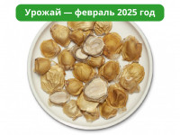 Гриб Веселка Сушеный Крупнорезаный