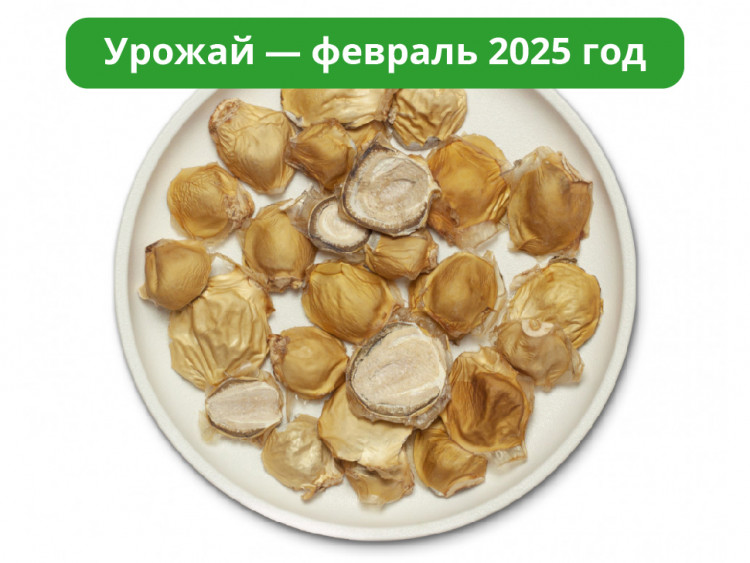 Гриб Веселка Сушеный Крупнорезаный