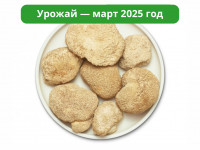 Ежовик гребенчатый. Цельный гриб