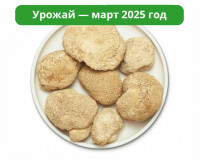 Ежовик гребенчатый. Цельный гриб