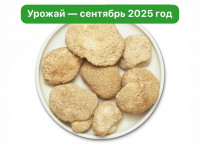 Ежовик гребенчатый. Цельный гриб