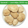 Ежовик гребенчатый. Цельный гриб
