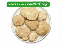 Ежовик гребенчатый. Цельный гриб