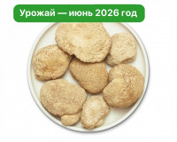 Ежовик гребенчатый. Цельный гриб