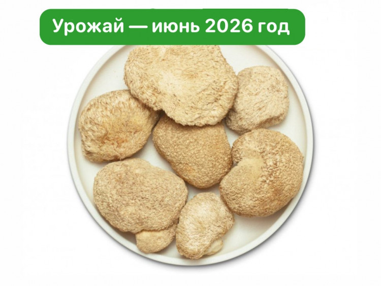 Ежовик гребенчатый. Цельный гриб