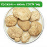Ежовик гребенчатый. Цельный гриб