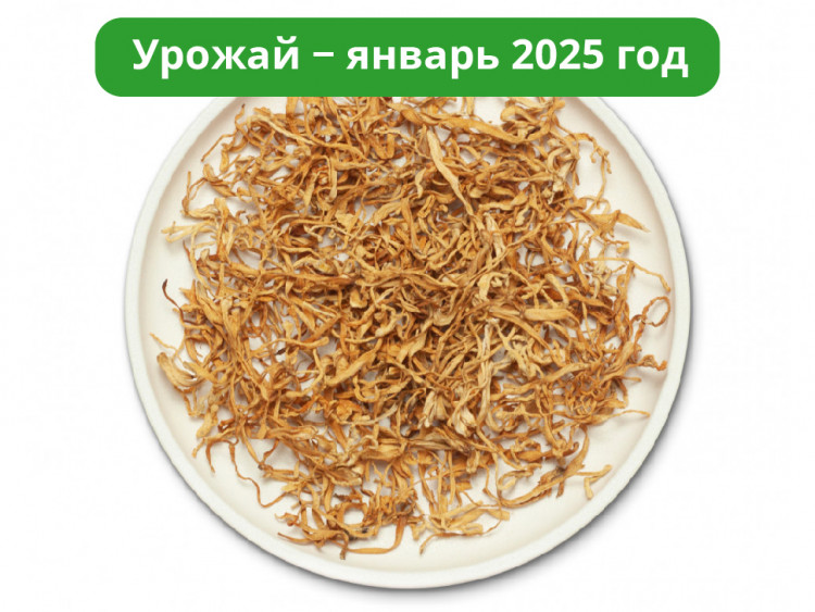 Гриб Кордицепс сушеный