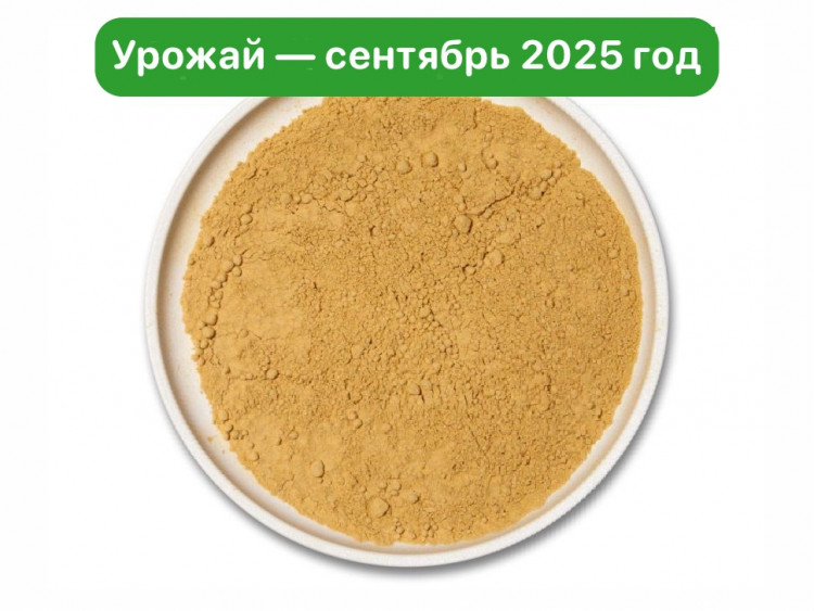 Ежовик гребенчатый молотый
