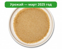 Мицелий ежовика гребенчатого. Порошок
