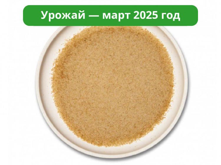 Мицелий ежовика гребенчатого. Порошок