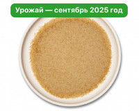 Мицелий ежовика гребенчатого. Порошок