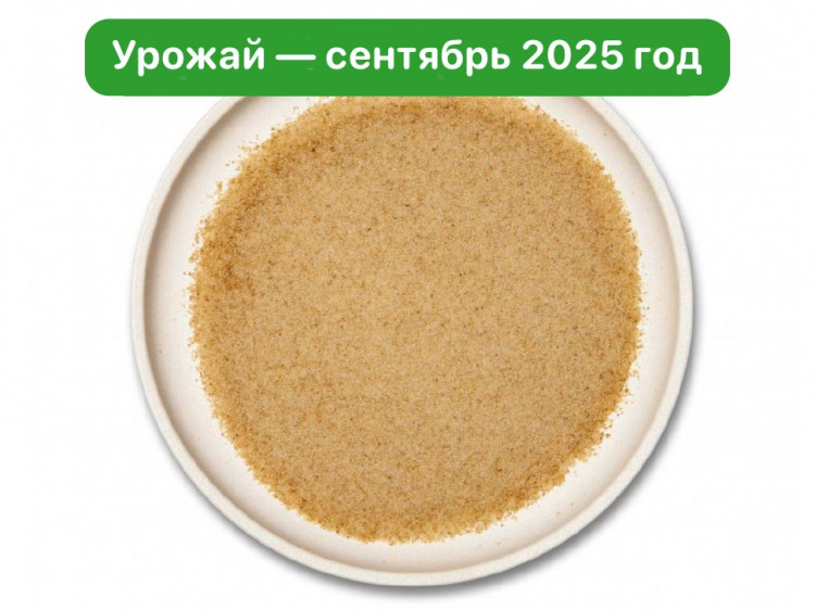 Мицелий ежовика гребенчатого. Порошок