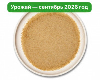 Мицелий ежовика гребенчатого. Порошок