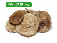 Шляпки черного гриба