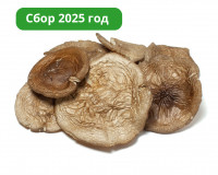 Шляпки черного гриба