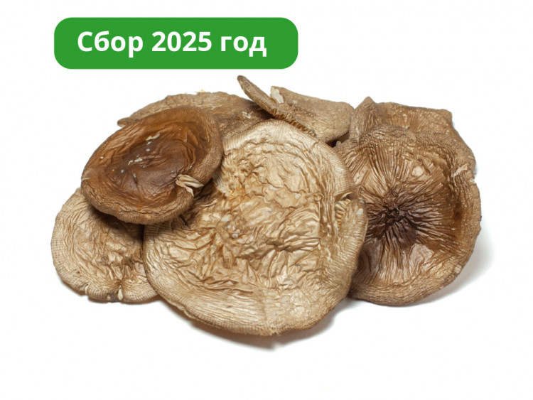 Шляпки черного гриба