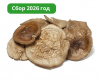 Шляпки черного гриба