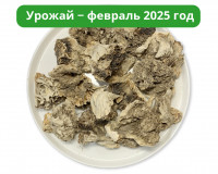 Гриб Майтаке (Мейтаке) 