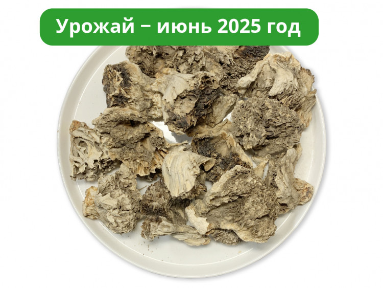 Гриб Майтаке (Мейтаке) 