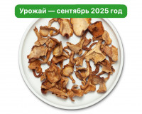 Лисичка целая