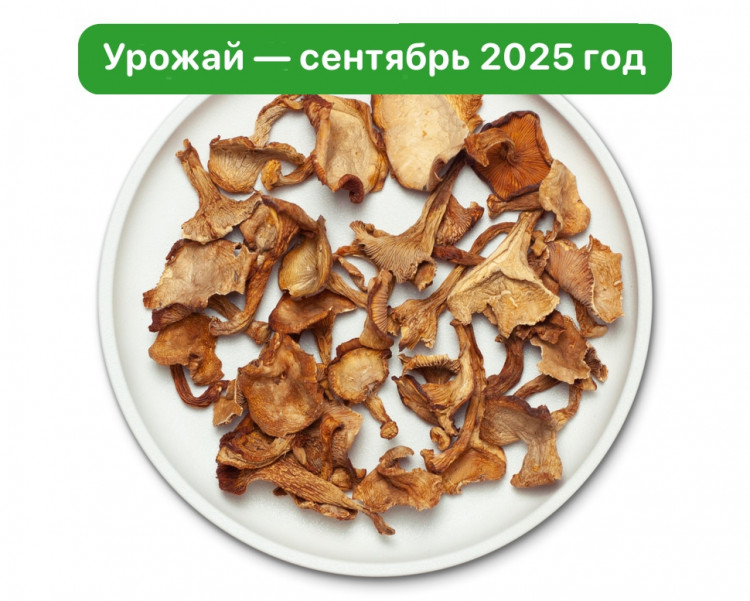 Лисичка целая